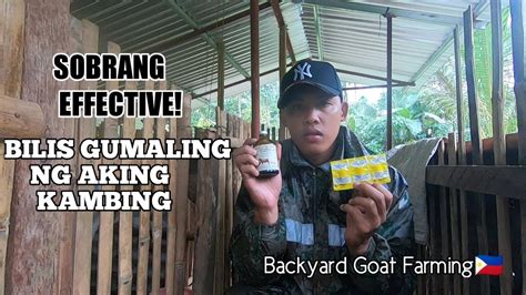 TIPS KUNG PAANO GAMOTIN ANG KAMBING NA NAGTATAE .